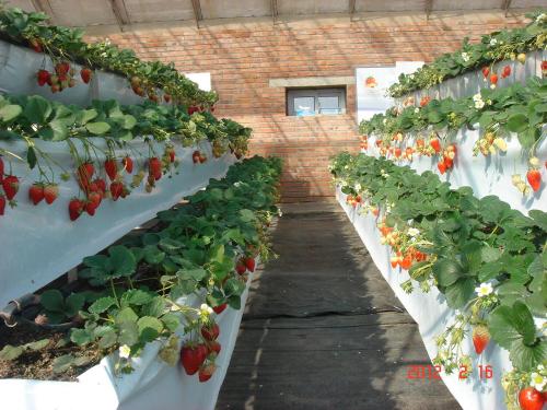 world's first and finest aqua growing system
